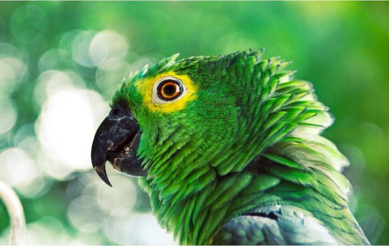 Feather Plucking - Parrot Trust Scotland